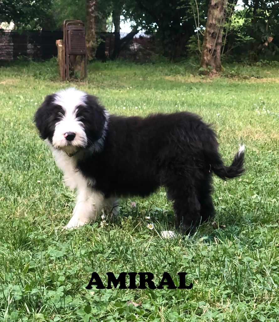De La Petite Jackotiere - Chiots disponibles - Bearded Collie
