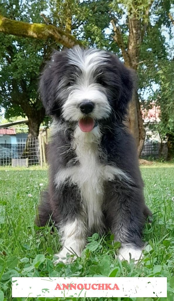 De La Petite Jackotiere - Chiots disponibles - Bearded Collie