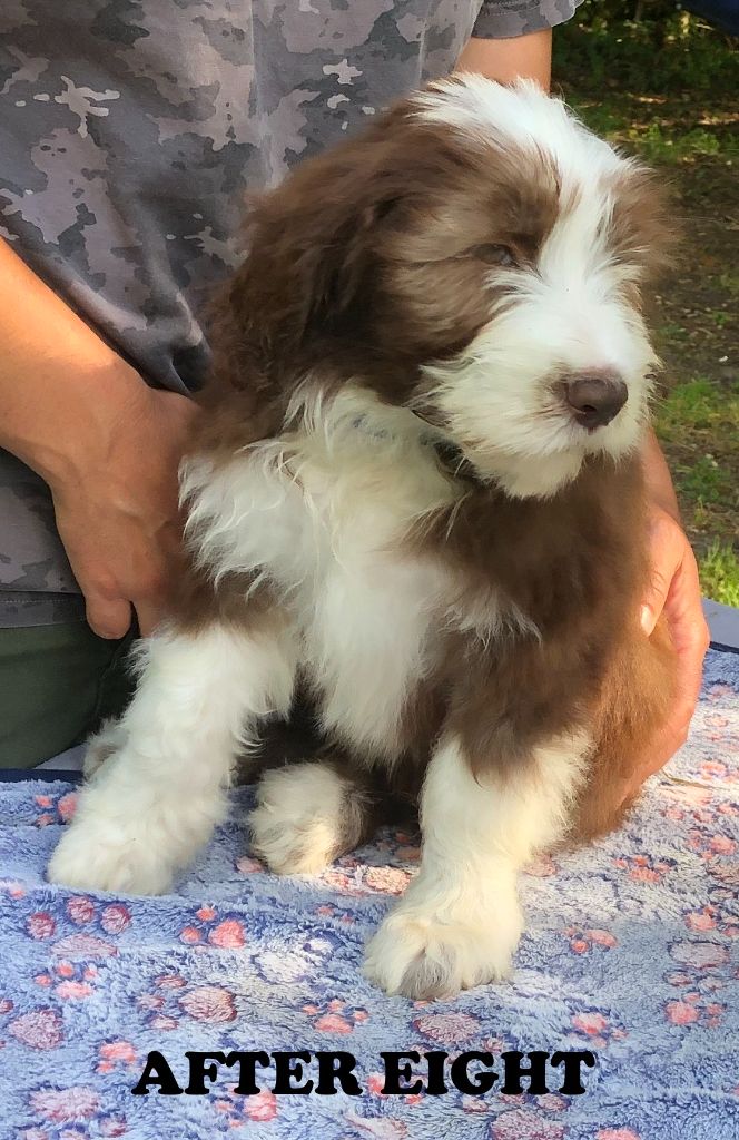 De La Petite Jackotiere - Chiots disponibles - Bearded Collie