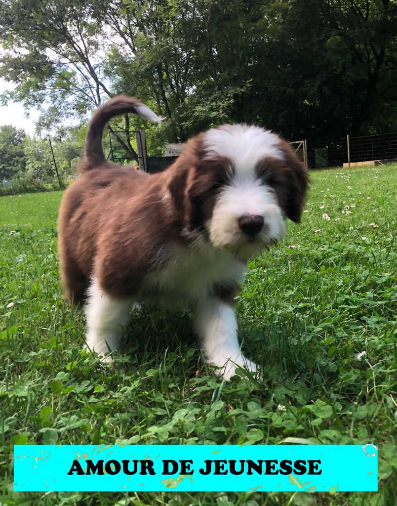 De La Petite Jackotiere - Chiots disponibles - Bearded Collie